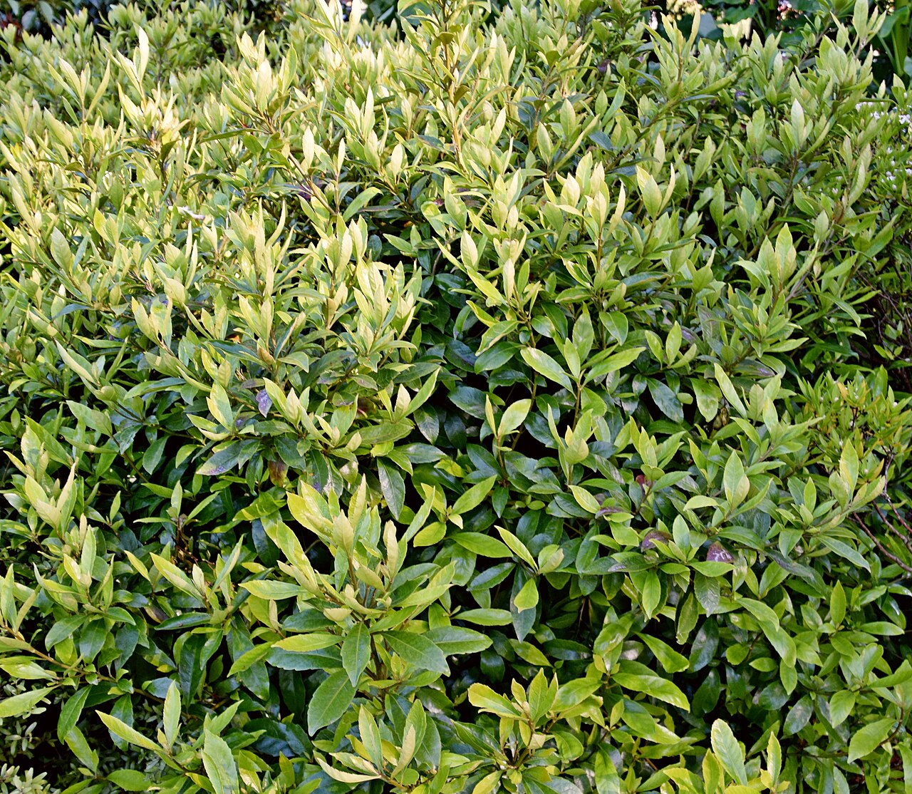 Shrubby honeysuckle: Alseuosmia macrophylla in Dunedin Botanic Garden, Dunedin, New Zealand