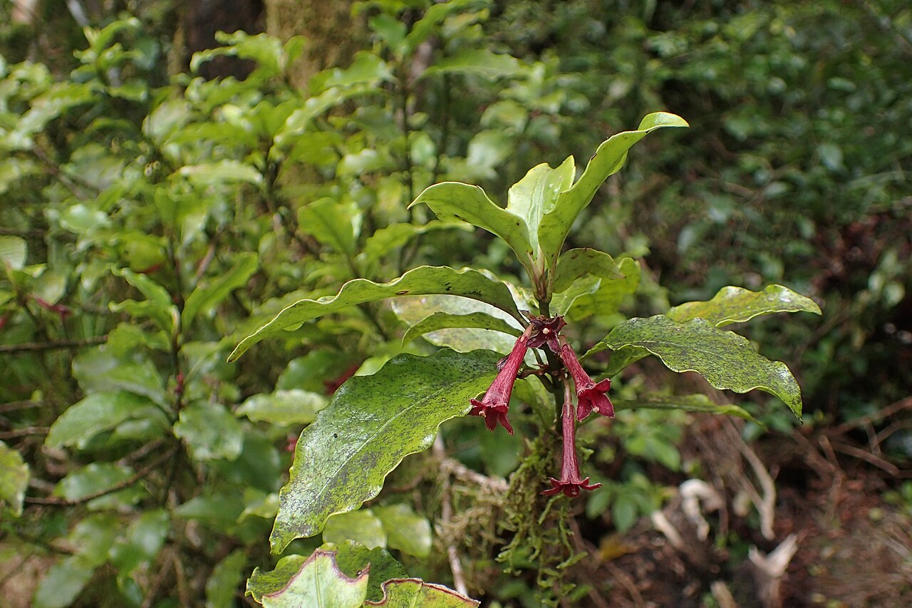 Shrubby honeysuckle: Alseuosmia macrophylla near Stratford Mountain House in Taranaki National Park
