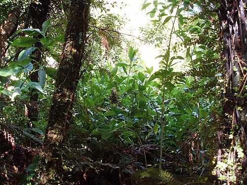 Shrubby honeysuckle (Alseuosmia macrophylla)