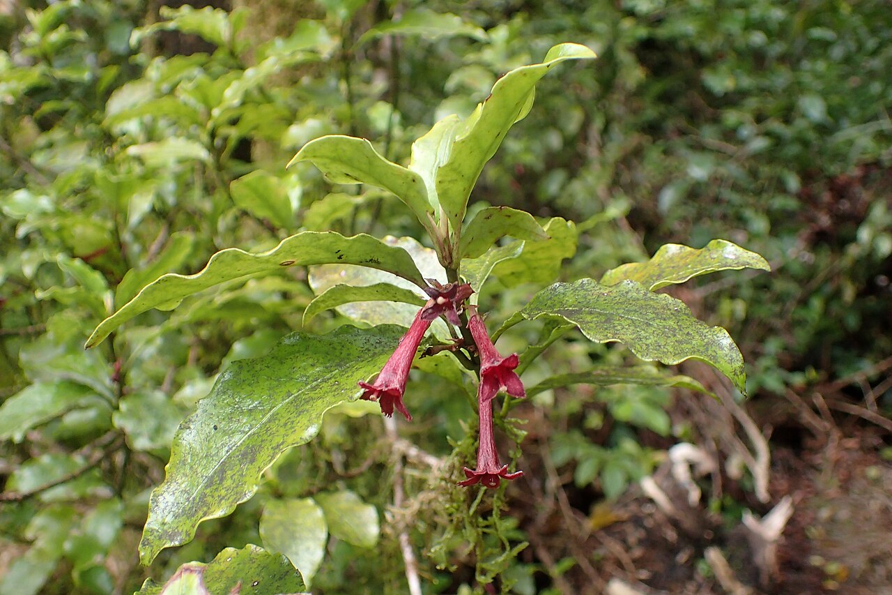 Shrubby honeysuckle: Alseuosmia macrophylla near Stratford Mountain House in Taranaki National Park