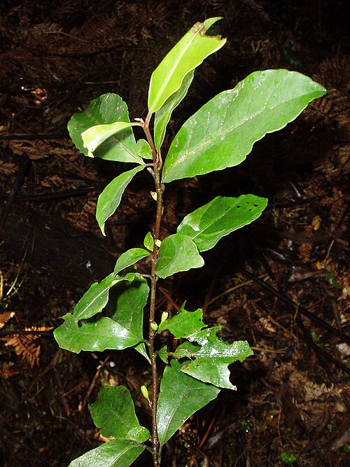 Shrubby honeysuckle (Alseuosmia macrophylla)