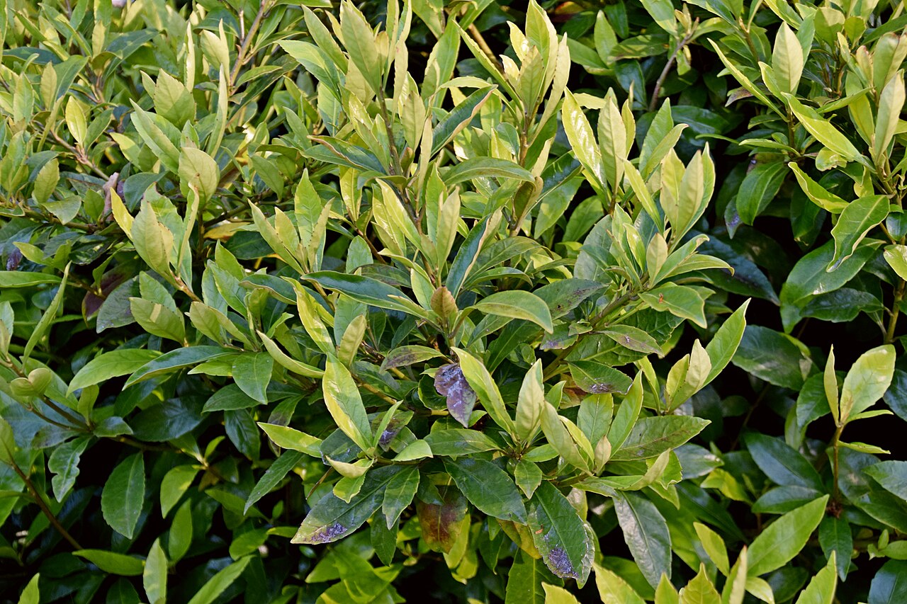 Shrubby honeysuckle: Alseuosmia macrophylla in Dunedin Botanic Garden, Dunedin, New Zealand