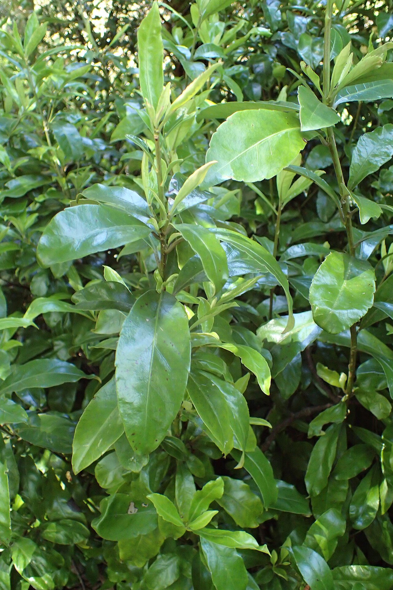 Shrubby honeysuckle: Alseuosmia macrophylla in Dunedin Botanic Garden