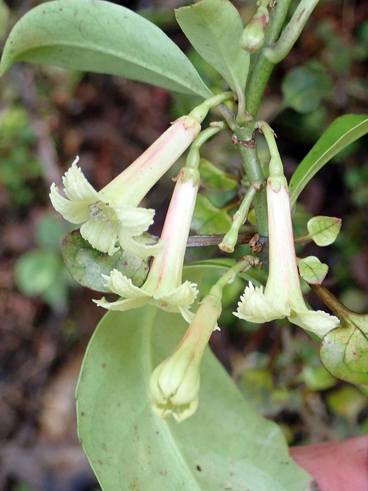 Shrubby honeysuckle: Alseuosmia macrophylla