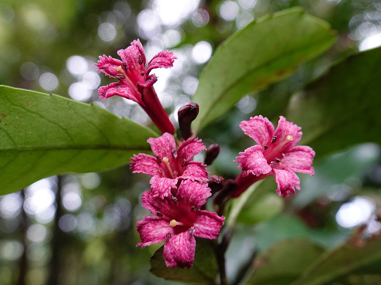 Shrubby honeysuckle: Alseuosmia macrophylla