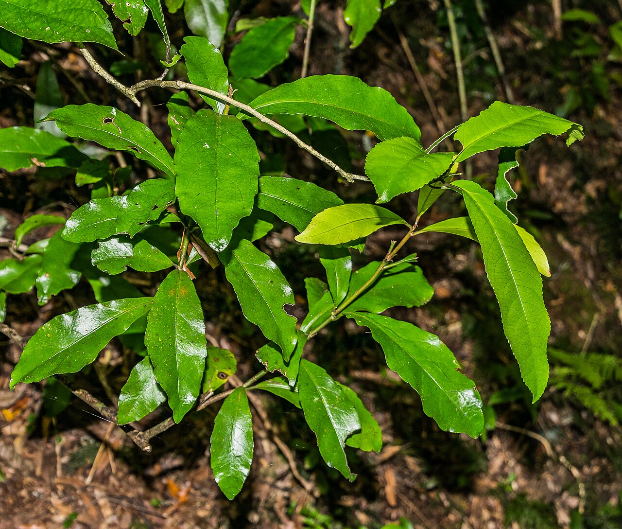 Shrubby honeysuckle: Alseuosmia macrophylla in Mount Ngongotaha Scenic Reserve near Rotorua, Bay of Plenty Region, North Island of New Zealand