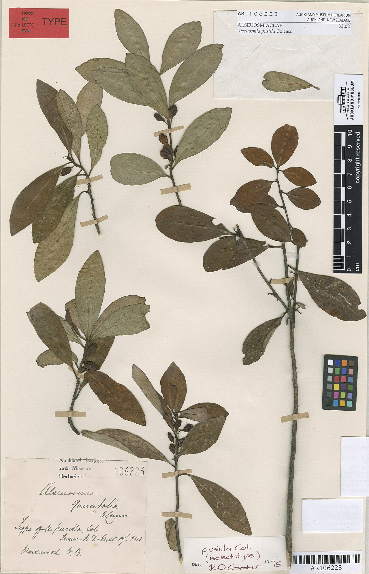 Alseuosmia pusilla (Alseuosmia pusilla)
