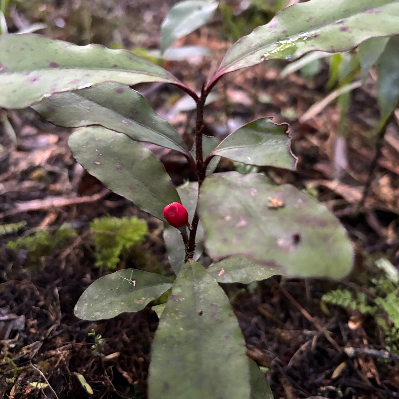 Alseuosmia pusilla: Alseuosmia pusilla, Pureora, Manawatū-Whanganui, NZ, 2025-07-19 (iNaturalist).