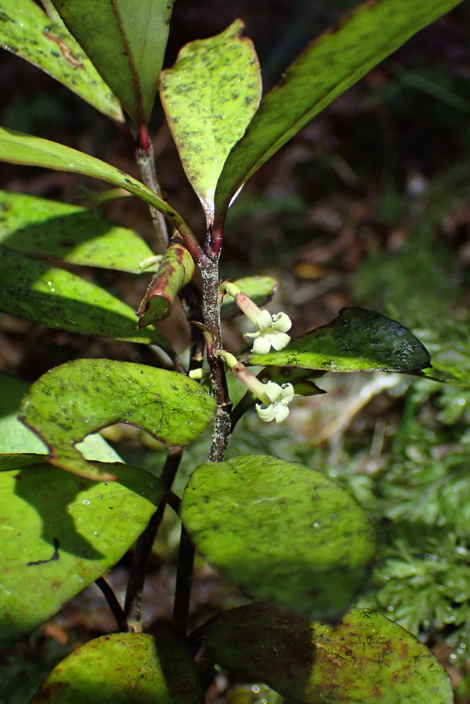 Alseuosmia pusilla (Alseuosmia pusilla)