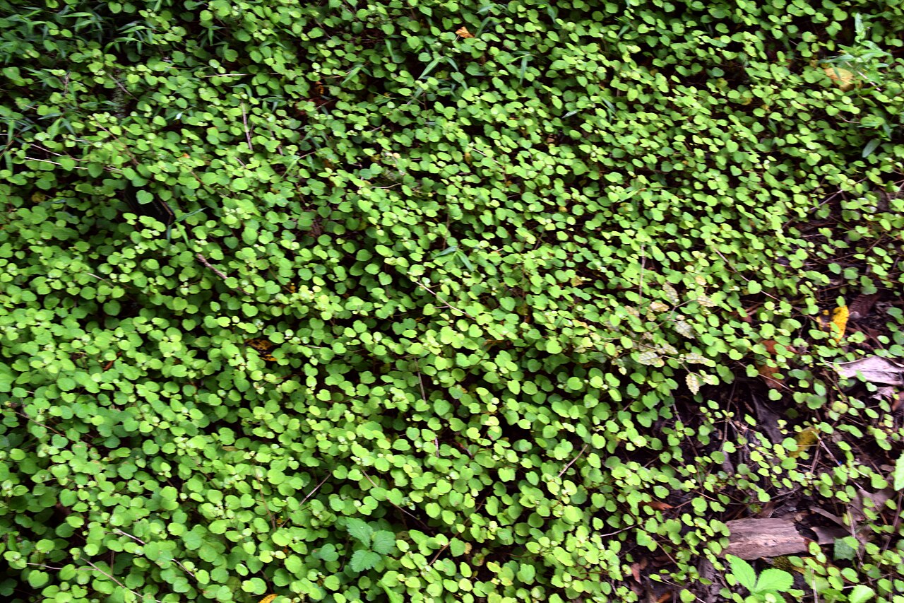 Alseuosmia pusilla: Alseuosmia pusilla in Auckland Botanic Gardens, Manurewa, South Auckland, New Zealand