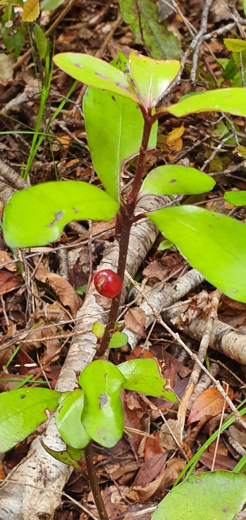 Alseuosmia pusilla (Alseuosmia pusilla)