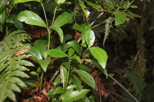 Alseuosmia turneri (Alseuosmia turneri)