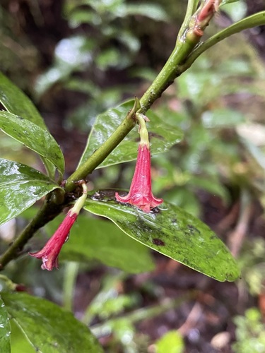 Alseuosmia turneri (Alseuosmia turneri)