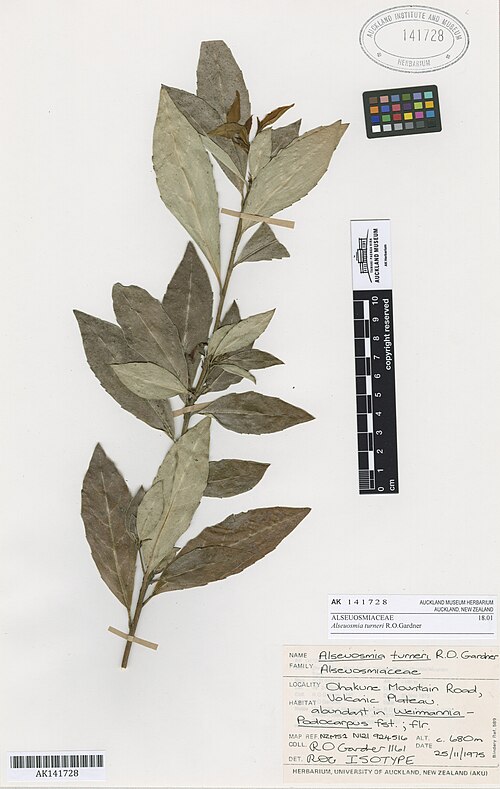 Alseuosmia turneri (Alseuosmia turneri)