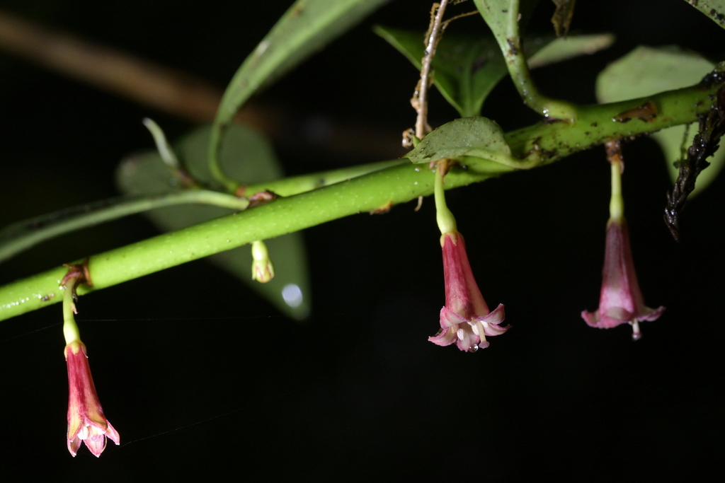 Alseuosmia turneri (Alseuosmia turneri)