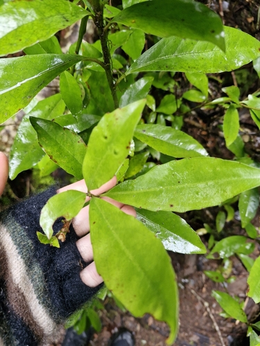 Alseuosmia turneri (Alseuosmia turneri)