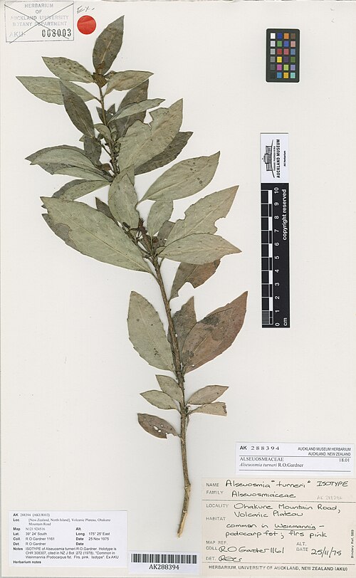 Alseuosmia turneri (Alseuosmia turneri)