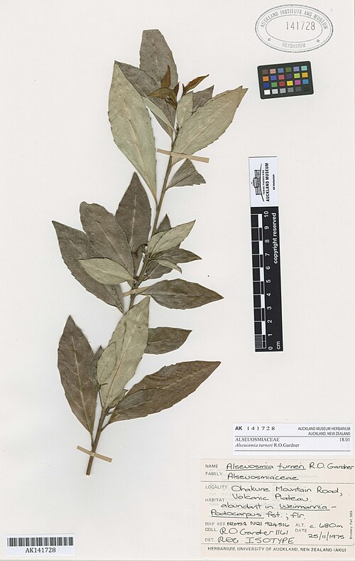 Alseuosmia turneri (Alseuosmia turneri)