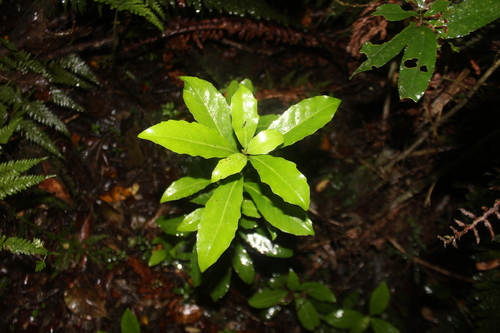 Alseuosmia turneri (Alseuosmia turneri)