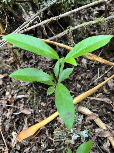Alseuosmia turneri (Alseuosmia turneri)