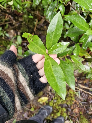 Alseuosmia turneri (Alseuosmia turneri)