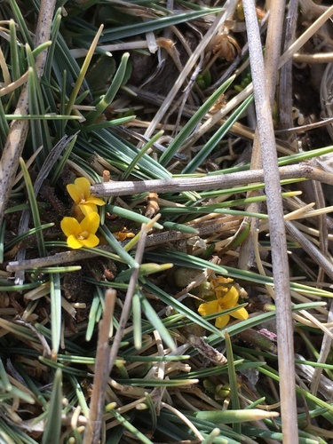 Alshehbazia friesii (Alshehbazia friesii)