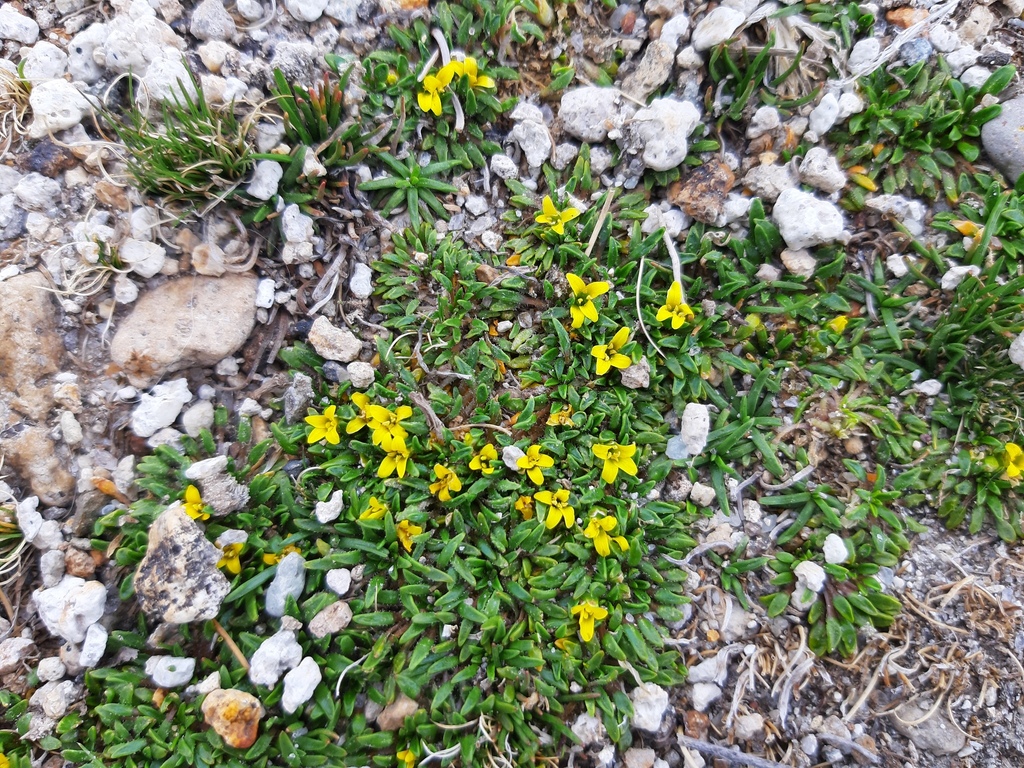 Alshehbazia friesii (Alshehbazia friesii)