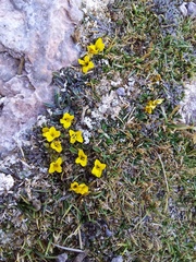 Alshehbazia friesii (Alshehbazia friesii)