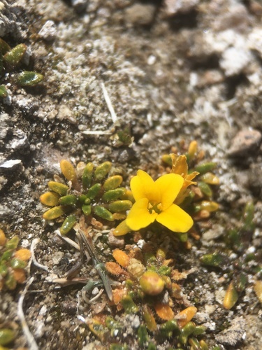 Alshehbazia friesii (Alshehbazia friesii)