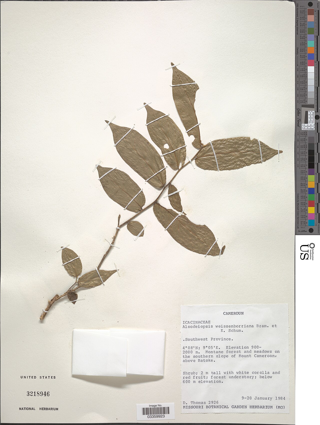 Alsodeiopsis mannii: * Alsodeiopsis weissenborniana J. Braun & K. Schum. Object Details Record Last Modified 10 Jul 2019 Specimen Count 1 Collection Date 9 Jan 1984 to 20 Jan 1984 B