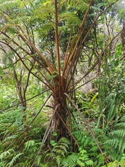 Alsophila glaucifolia (Alsophila glaucifolia)