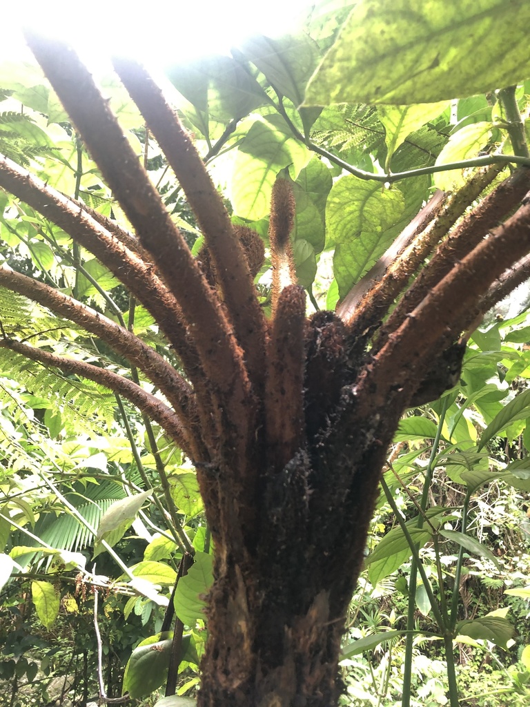 Puerto Rico alsophila (Alsophila portoricensis)