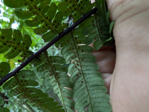 Puerto Rico alsophila (Alsophila portoricensis)