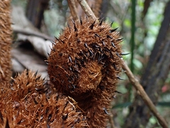 Puerto Rico alsophila (Alsophila portoricensis)