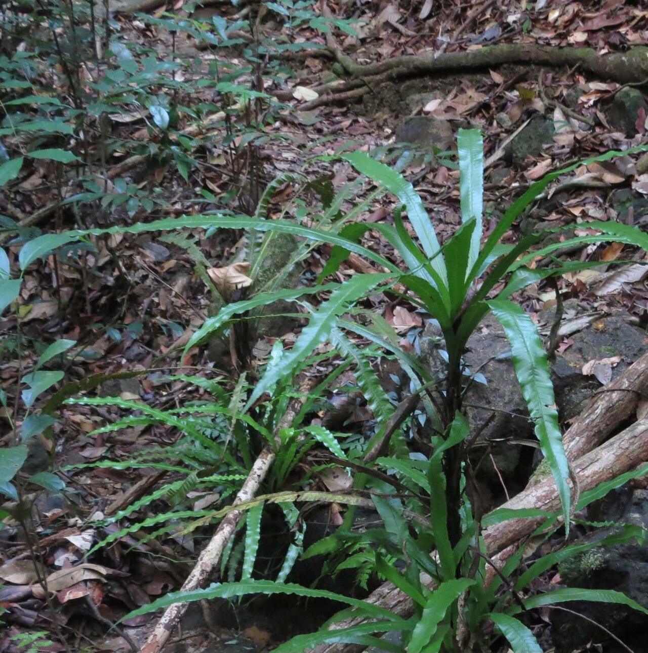 Alsophila sinuata: Cyathea sinuata in Sinharaja Forest Reserve