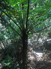 Alsophila vieillardii (Alsophila vieillardii)