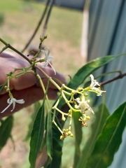 Alstonia constricta (Alstonia constricta)