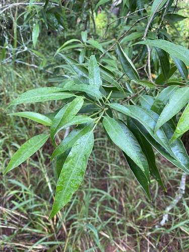 Alstonia constricta (Alstonia constricta)