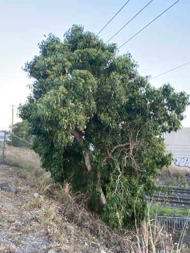 Alstonia constricta (Alstonia constricta)