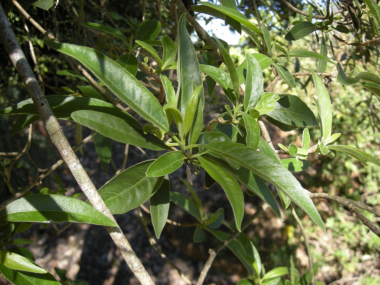 Alstonia constricta: Alstonia constricta foliage.