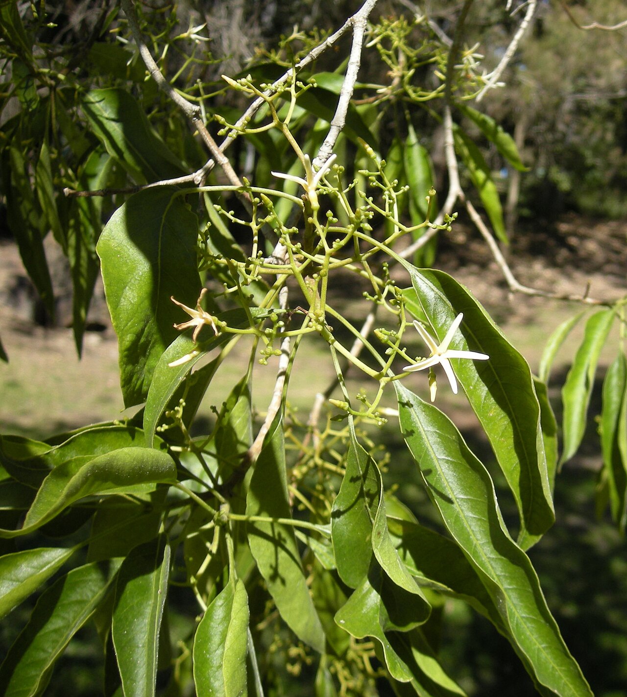 Alstonia constricta: Alstonia constricta flowers. Mount Archer National Park, Rockhampton, Queensland.