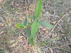 Alstonia constricta (Alstonia constricta)