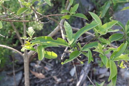 Alstonia constricta (Alstonia constricta)