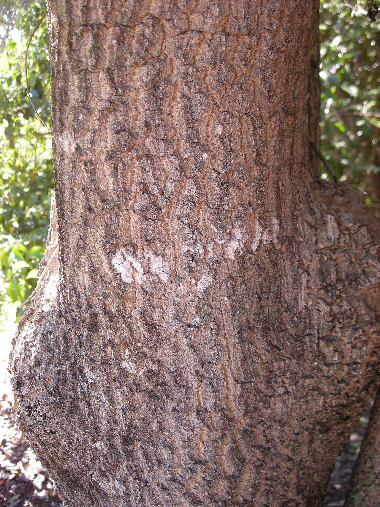 Alstonia constricta: Alstonia constricta tree bark.