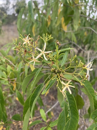 Alstonia constricta (Alstonia constricta)