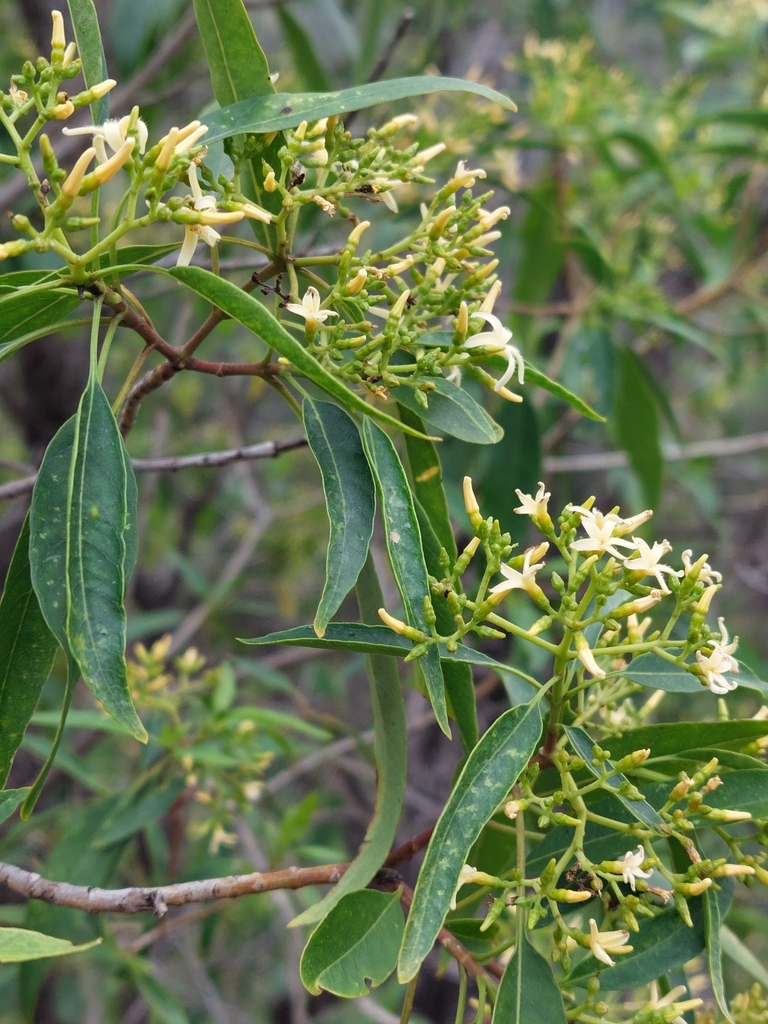 Alstonia constricta (Alstonia constricta)