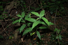 Alstonia constricta (Alstonia constricta)