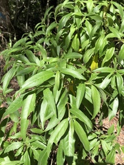 Alstonia constricta (Alstonia constricta)