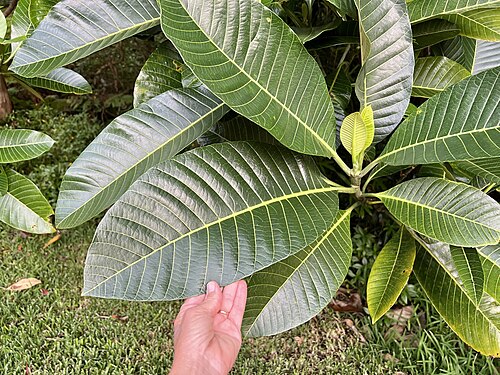 Alstonia costata: Alstonia costata in New Caledonia