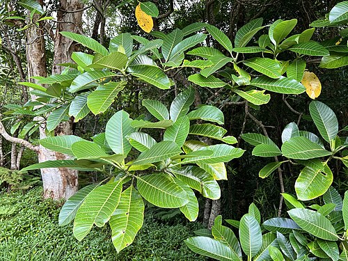 Alstonia costata: Alstonia costata in New Caledonia